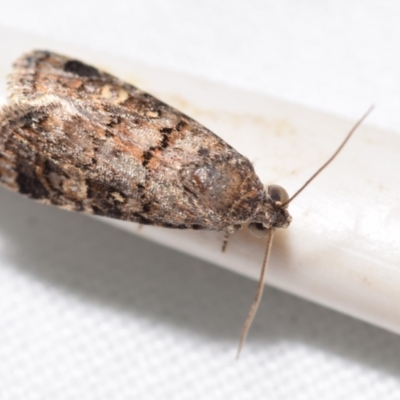 Unidentified Noctuoid moth (except Arctiinae) at QPRC LGA - 15 Dec 2023 by DianneClarke