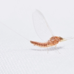 Unidentified Mayfly (Ephemeroptera) at Jerrabomberra, NSW - 14 Dec 2023 by DianneClarke