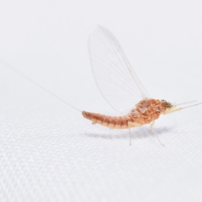 Ephemeroptera (order) (Unidentified Mayfly) at QPRC LGA - 15 Dec 2023 by DianneClarke