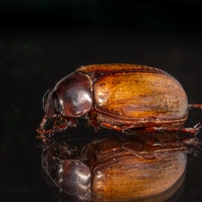Sericesthis geminata (Pruinose scarab) at Jerrabomberra, NSW - 8 Dec 2023 by MarkT