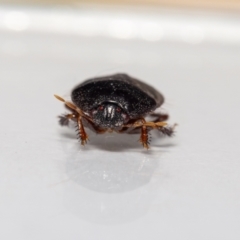 Adrisa sp. (genus) (Burrowing Bug) at Jerrabomberra, NSW - 13 Dec 2023 by MarkT