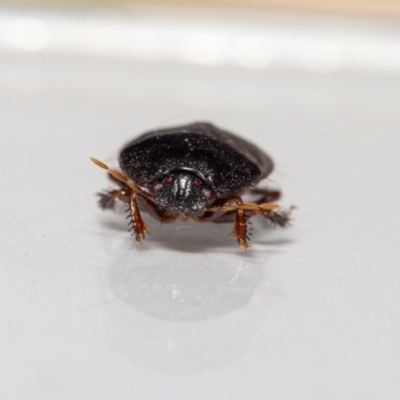 Adrisa sp. (genus) (Burrowing Bug) at QPRC LGA - 13 Dec 2023 by MarkT
