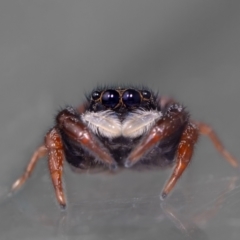 Apricia jovialis (Jovial jumping spider) at Aranda, ACT - 15 Dec 2023 by MarkT