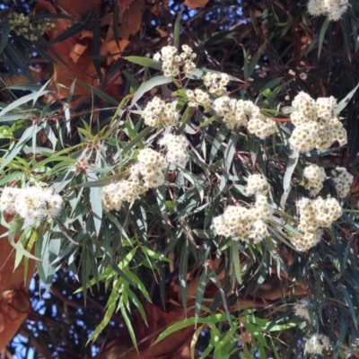 Angophora costata subsp. costata (Rusty Gum) at Wodonga - 16 Dec 2023 by KylieWaldon