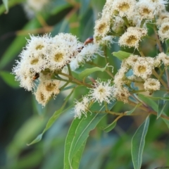 Angophora costata subsp. costata at Pat Parker Athletics Park - 16 Dec 2023 07:42 AM