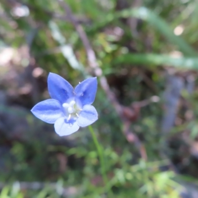 Wahlenbergia littoricola subsp. littoricola at Monga National Park - 16 Dec 2023 by MatthewFrawley