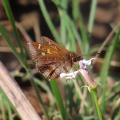 Toxidia doubledayi (Lilac Grass-skipper) at QPRC LGA - 16 Dec 2023 by MatthewFrawley