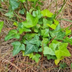 Hedera helix (Ivy) at Isaacs Ridge and Nearby - 16 Dec 2023 by Mike