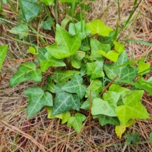 Hedera hibernica at Isaacs Ridge and Nearby - 17 Dec 2023