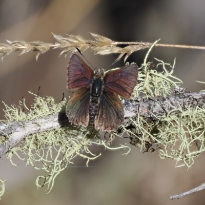 Paralucia spinifera (Bathurst or Purple Copper Butterfly) at Anembo, NSW - 13 Sep 2023 by RAllen