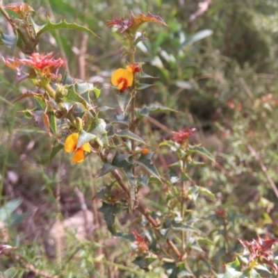 Podolobium ilicifolium (Prickly Shaggy-pea) at Monga, NSW - 16 Dec 2023 by MatthewFrawley