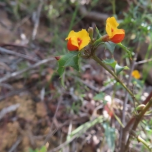 Podolobium ilicifolium at Monga National Park - 16 Dec 2023 04:24 PM