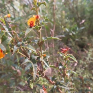 Podolobium ilicifolium at Monga National Park - 16 Dec 2023