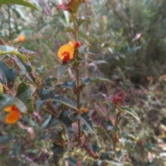 Podolobium ilicifolium at Monga National Park - 16 Dec 2023