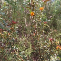 Podolobium ilicifolium at Monga National Park - 16 Dec 2023 04:24 PM