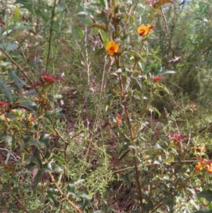 Podolobium ilicifolium at Monga National Park - 16 Dec 2023