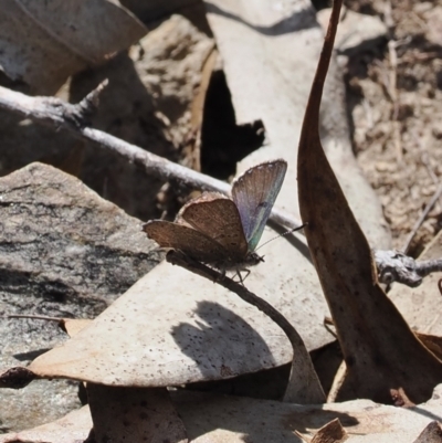 Paralucia spinifera (Bathurst or Purple Copper Butterfly) at Anembo, NSW - 13 Sep 2023 by RAllen