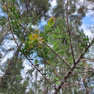 Acacia paradoxa at Surf Beach, NSW - 17 Dec 2023 08:43 AM