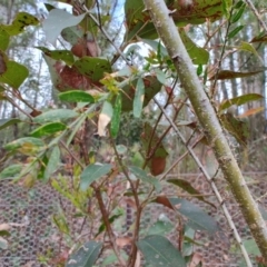 Acacia paradoxa at Surf Beach, NSW - 17 Dec 2023 08:43 AM