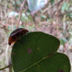 Dicranosterna immaculata (Acacia leaf beetle) at Surf Beach, NSW - 16 Dec 2023 by LyndalT