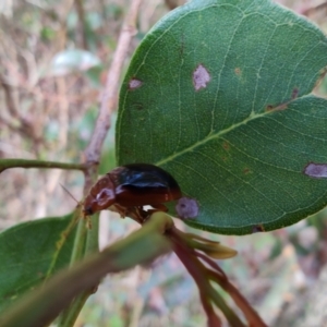 Dicranosterna immaculata at Surf Beach, NSW - 17 Dec 2023