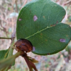 Dicranosterna immaculata at Surf Beach, NSW - 17 Dec 2023