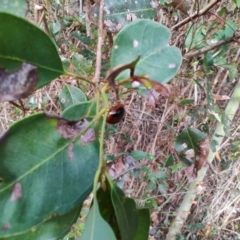 Dicranosterna immaculata at Surf Beach, NSW - 17 Dec 2023