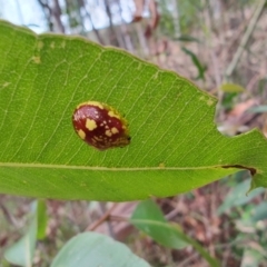 Paropsis maculata (Spotted leaf beetle) at Surf Beach, NSW - 16 Dec 2023 by LyndalT