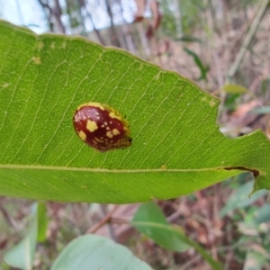 Paropsis maculata at Surf Beach, NSW - 17 Dec 2023