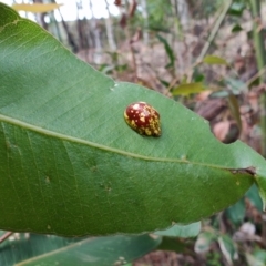 Paropsis maculata at Surf Beach, NSW - 17 Dec 2023 08:48 AM