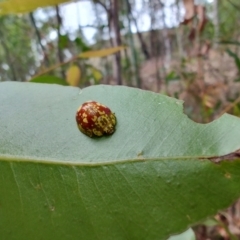 Paropsis maculata at Surf Beach, NSW - 17 Dec 2023 08:48 AM