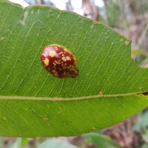 Paropsis maculata at Surf Beach, NSW - 17 Dec 2023