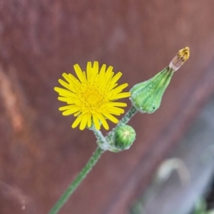 Sonchus oleraceus at Gosford, NSW - 17 Dec 2023