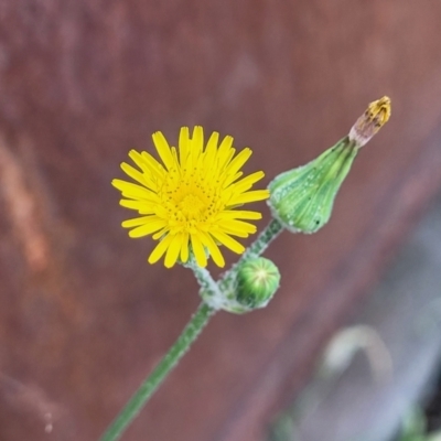 Sonchus oleraceus (Annual Sowthistle) at Gosford, NSW - 17 Dec 2023 by trevorpreston