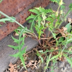 Sonchus oleraceus at Gosford, NSW - 17 Dec 2023