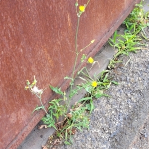 Sonchus oleraceus at Gosford, NSW - 17 Dec 2023 07:09 AM