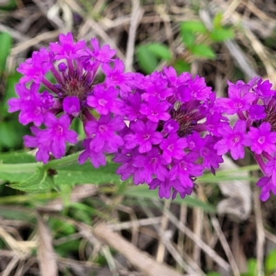 Verbena rigida var. rigida (Veined Verbena) at Ourimbah, NSW - 17 Dec 2023 by trevorpreston