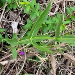 Verbena rigida var. rigida at Ourimbah, NSW - 17 Dec 2023 07:37 AM