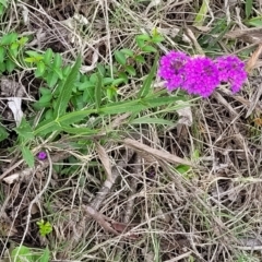 Verbena rigida var. rigida at Ourimbah, NSW - 17 Dec 2023 07:37 AM