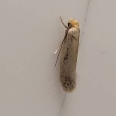 Tineidae (family) (Clothes moths (Tineidae)) at Coolongolook, NSW - 17 Dec 2023 by trevorpreston