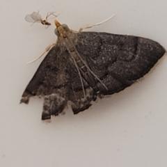 Unidentified Geometer moth (Geometridae) at Coolongolook, NSW - 16 Dec 2023 by trevorpreston