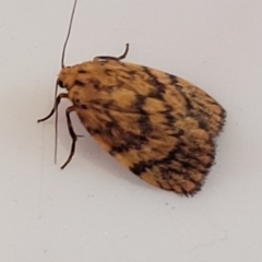 Cyme structa (Banded Lichen Moth) at Coolongolook, NSW - 17 Dec 2023 by trevorpreston