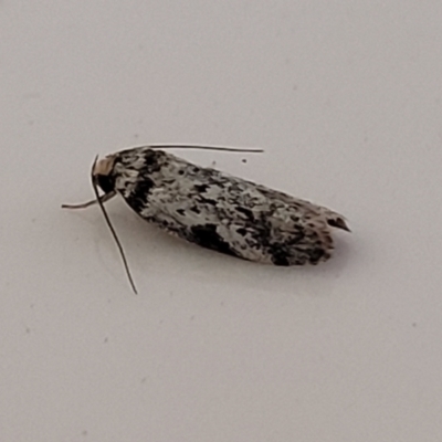 Unidentified Concealer moth (Oecophoridae) at Coolongolook, NSW - 16 Dec 2023 by trevorpreston