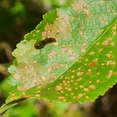 Caliroa cerasi (Cherry Slug Sawfly, Pear and Cherry Slug, Pear and Cherry Sawfly) at Isaacs, ACT - 17 Dec 2023 by Mike