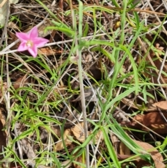 Convolvulus angustissimus subsp. angustissimus (Australian Bindweed) at Isaacs, ACT - 16 Dec 2023 by Mike