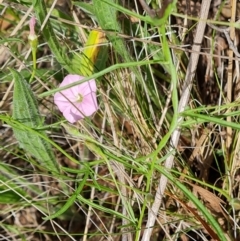 Convolvulus angustissimus subsp. angustissimus at Isaacs Ridge - 17 Dec 2023 10:18 AM