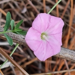 Convolvulus angustissimus subsp. angustissimus (Australian Bindweed) at Isaacs Ridge - 16 Dec 2023 by Mike