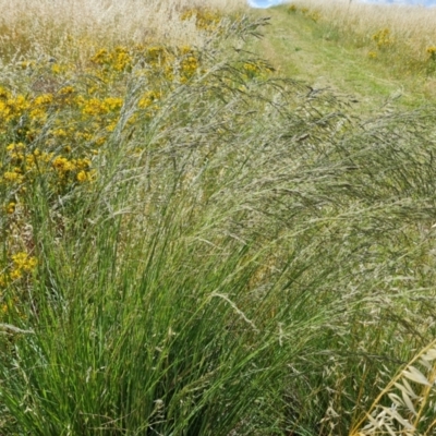 Eragrostis curvula (African Lovegrass) at Isaacs Ridge - 17 Dec 2023 by Mike