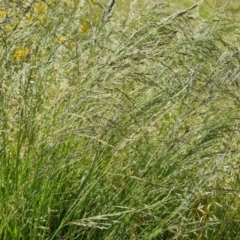 Eragrostis curvula at Isaacs Ridge - 17 Dec 2023