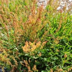 Rumex acetosella (Sheep Sorrel) at Isaacs Ridge and Nearby - 16 Dec 2023 by Mike